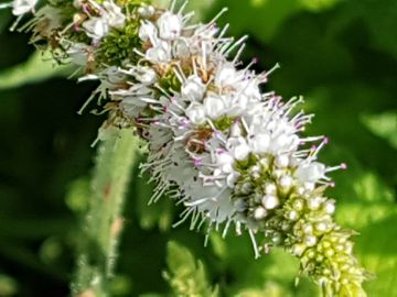 Mentha suaveolens