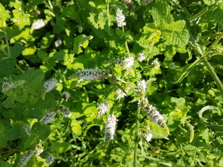 Mentha suaveolens