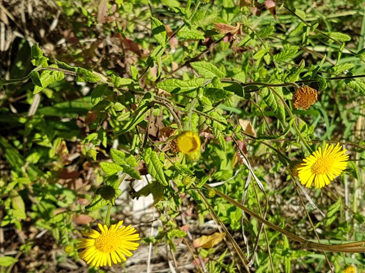 Pulicaria dysenterica