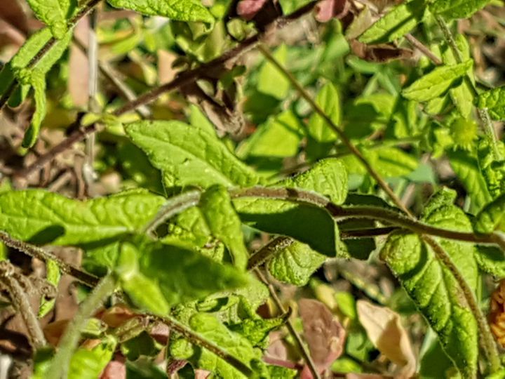 Pulicaria dysenterica