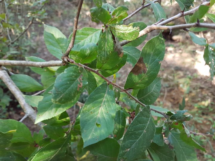 Alberello con spini:  Mespilus germanica / Nespolo
