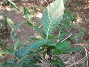 Alberello con spini:  Mespilus germanica / Nespolo