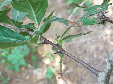 Alberello con spini:  Mespilus germanica / Nespolo