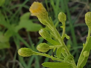 Altra Asteracea con fiori gialli:  Dittrichia viscosa