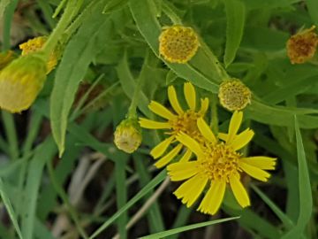 Altra Asteracea con fiori gialli:  Dittrichia viscosa