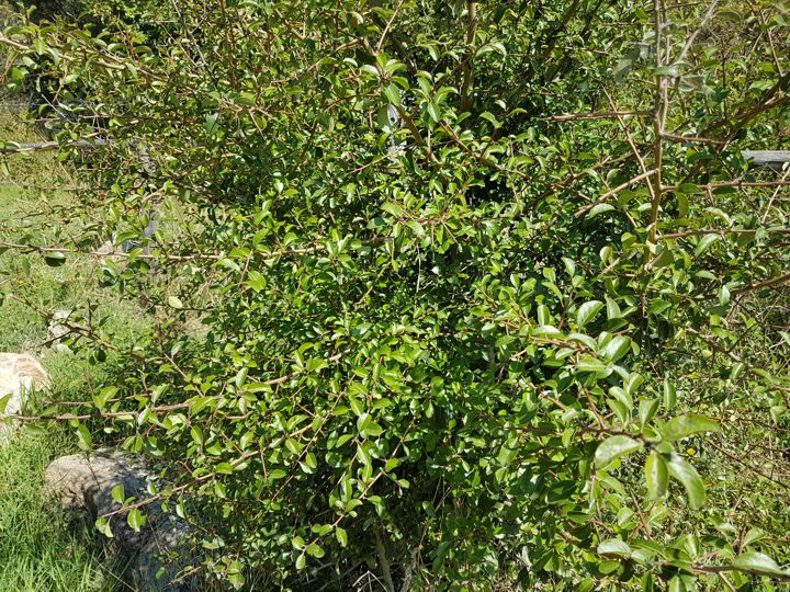 Arbusto con lunghi spini legnosi:  Prunus spinosa
