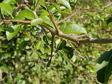 Arbusto con lunghi spini legnosi:  Prunus spinosa