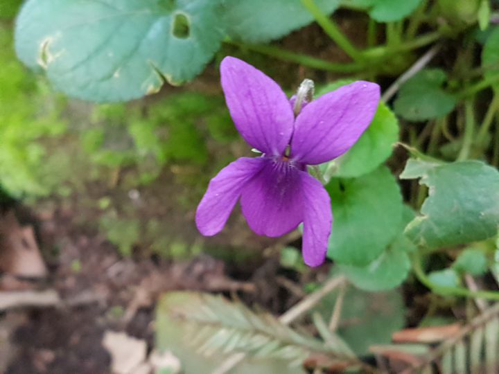 Specie di Viola