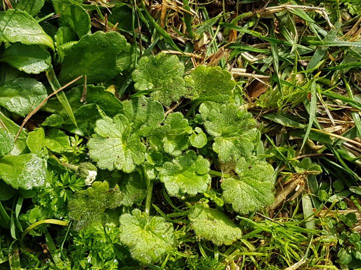 erbacea da determinare