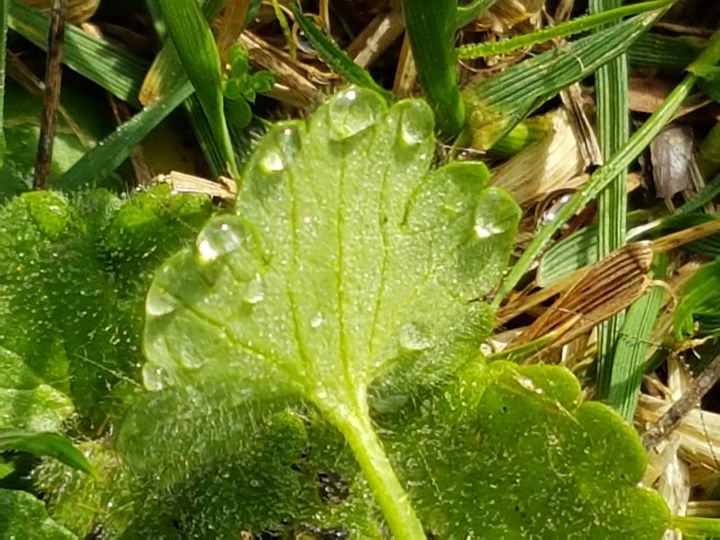 erbacea da determinare