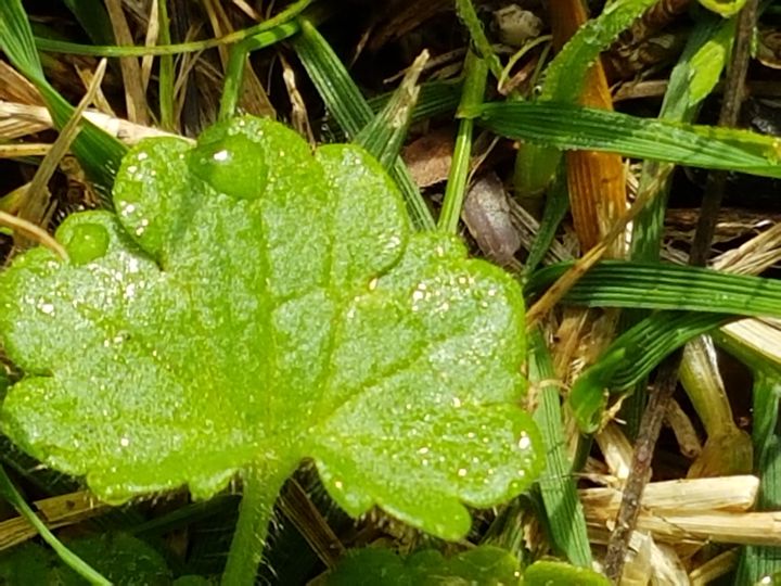 erbacea da determinare