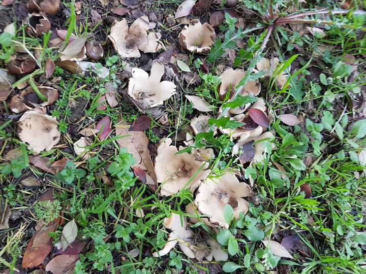 strani funghi