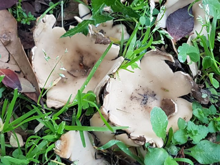 strani funghi