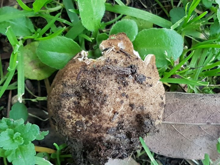 strani funghi