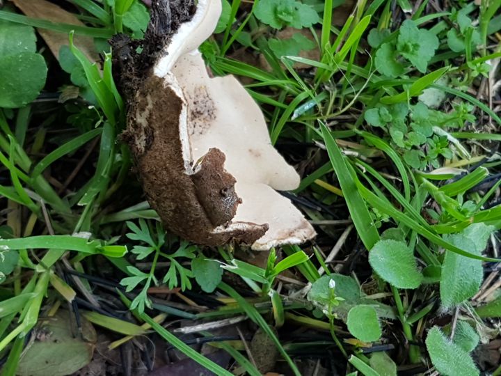 strani funghi