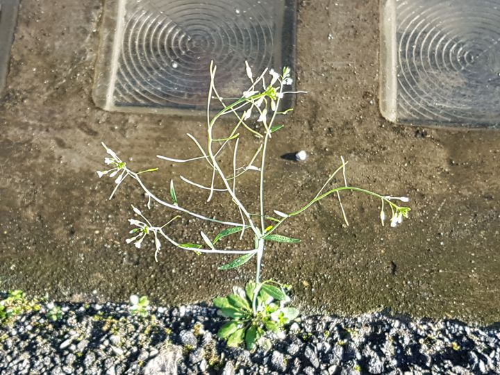 Arabidopsis thaliana  (Brassicaceae)