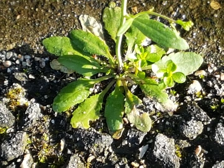 Arabidopsis thaliana  (Brassicaceae)