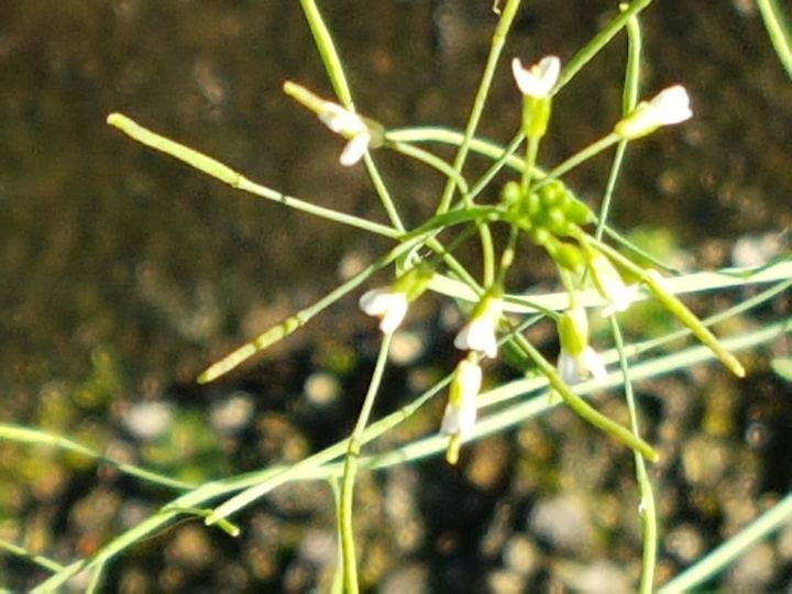 Arabidopsis thaliana  (Brassicaceae)