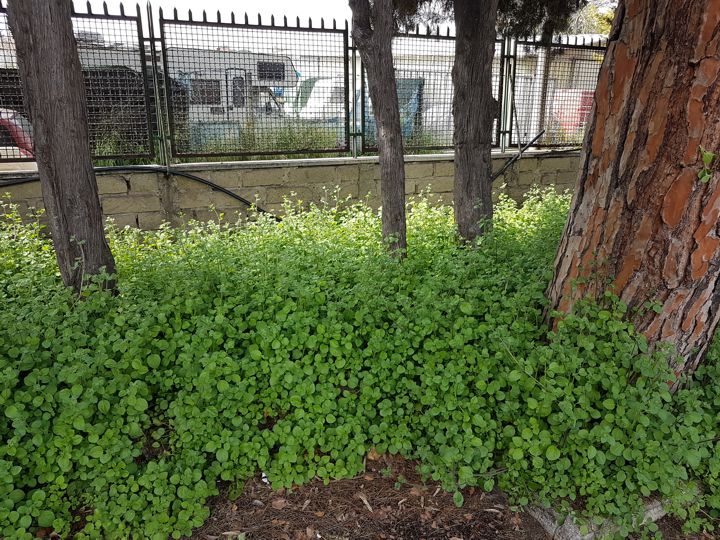 erba incognita:...cfr. Stellaria sp.