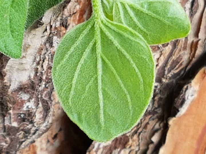 erba incognita:...cfr. Stellaria sp.