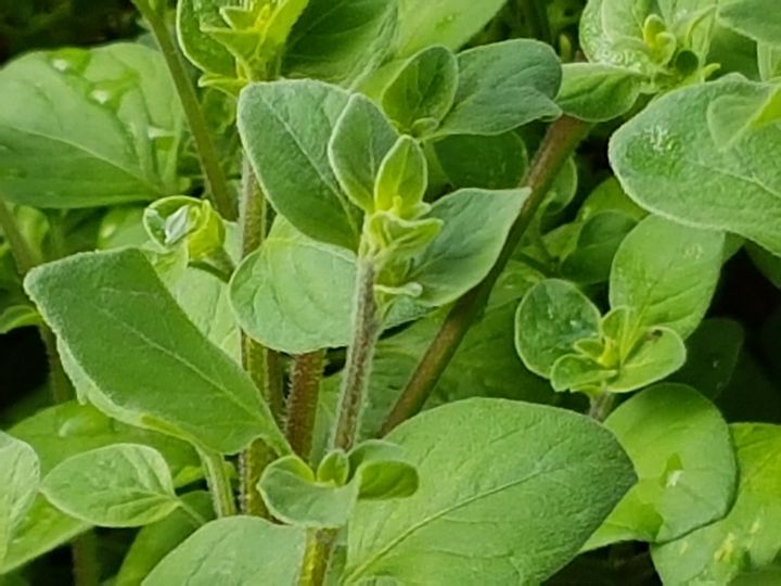 erba incognita:...cfr. Stellaria sp.