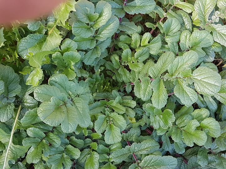 vigorosa erbacea in incolto: Raphanus raphanistrum subsp. landra