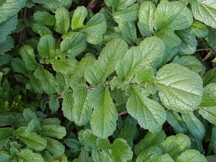 vigorosa erbacea in incolto: Raphanus raphanistrum subsp. landra