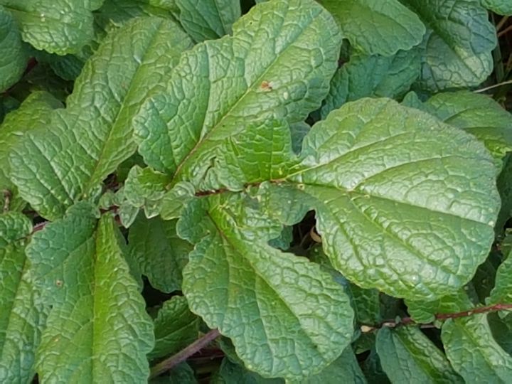 vigorosa erbacea in incolto: Raphanus raphanistrum subsp. landra