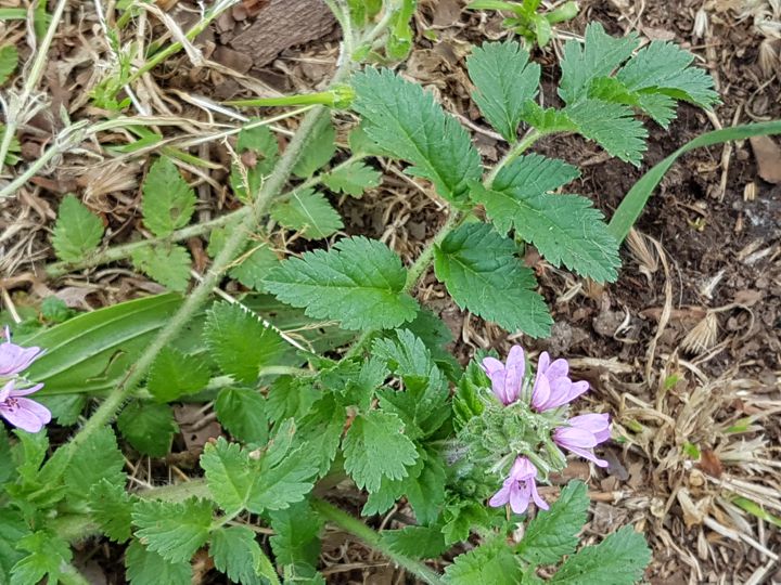 Geraniaceae: Erodium moschatum