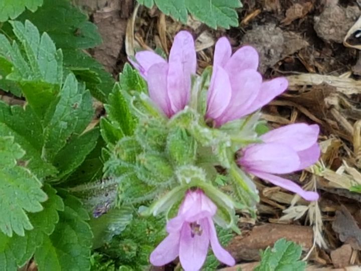 Geraniaceae: Erodium moschatum