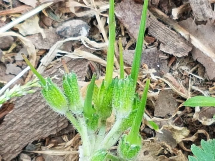 Geraniaceae: Erodium moschatum