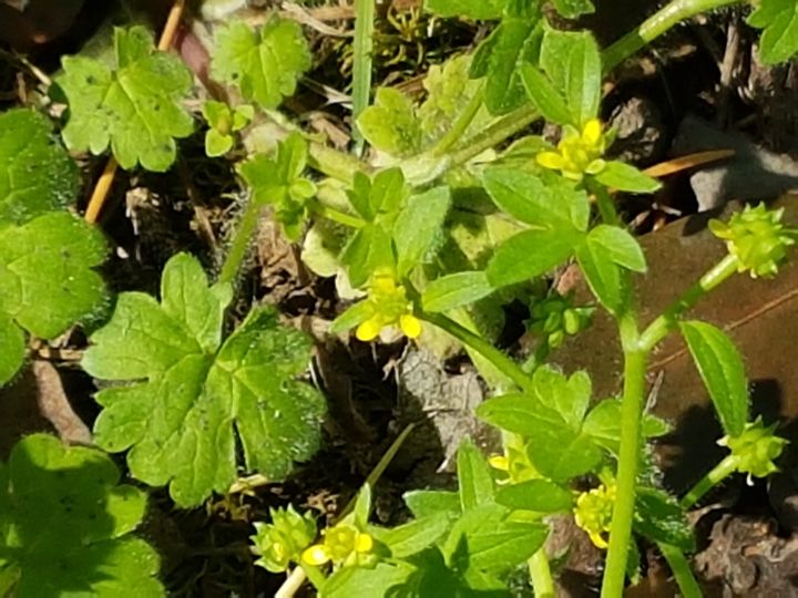 Ranunculus parviflorus