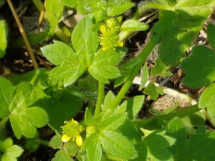 Ranunculus parviflorus