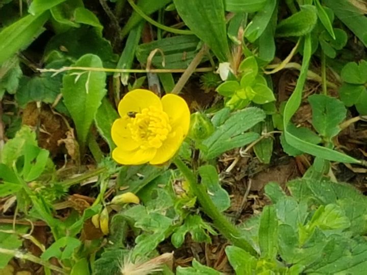 Ranunculus velutinus