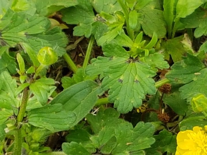 Ranunculus velutinus