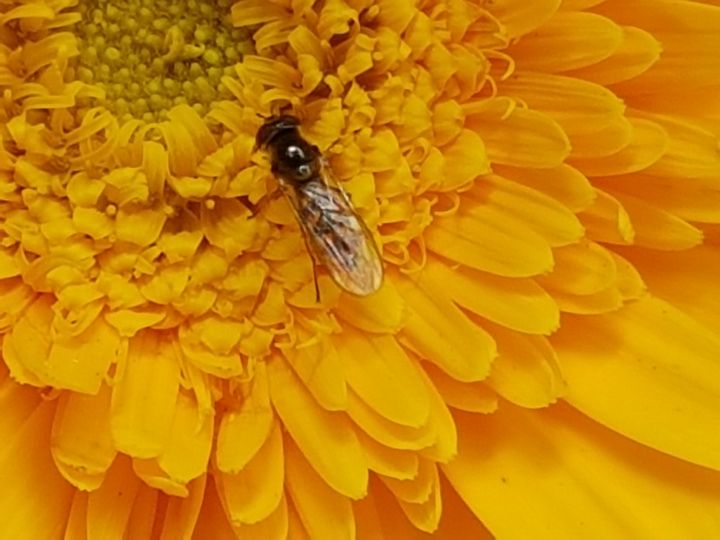 Syrphidae: Melanostoma sp.