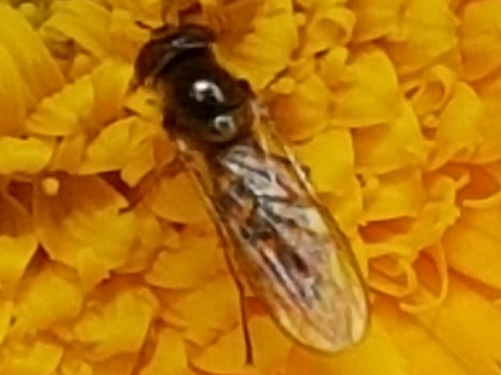Syrphidae: Melanostoma sp.