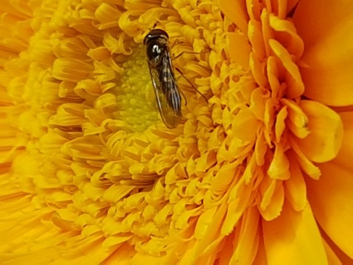 Syrphidae: Melanostoma sp.