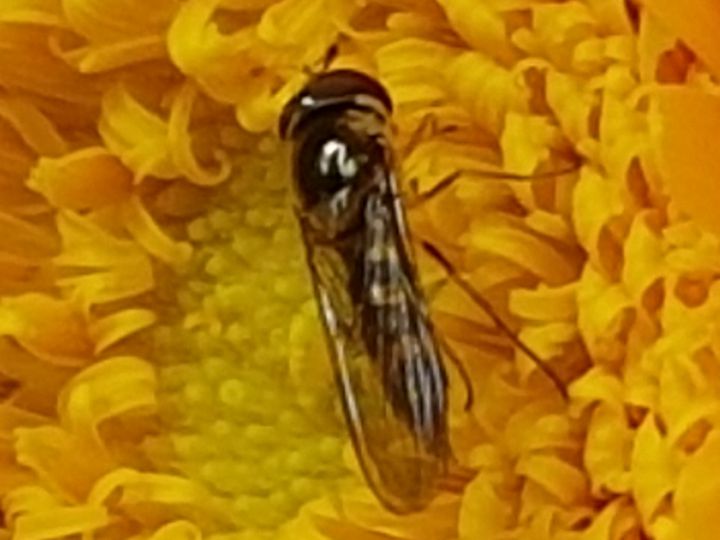 Syrphidae: Melanostoma sp.