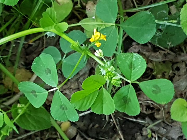 Fabaceae: Medicago arabica