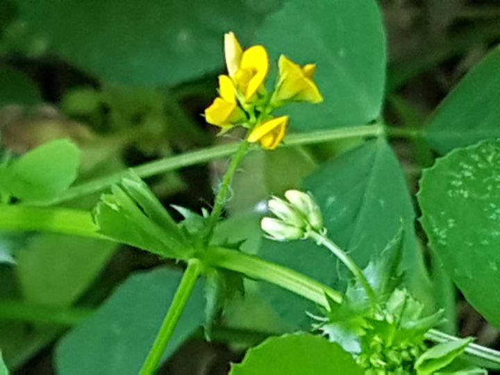Fabaceae: Medicago arabica