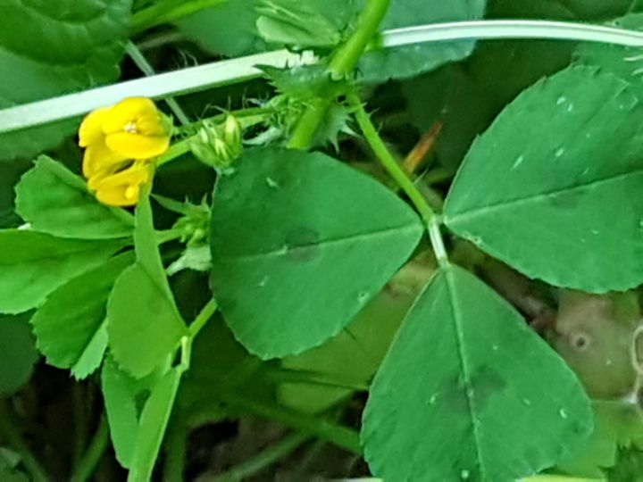Fabaceae: Medicago arabica