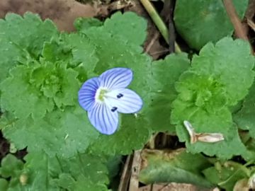 Specie di Veronica: Veronica persica