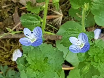 Specie di Veronica: Veronica persica