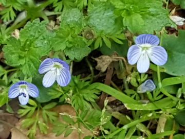 Specie di Veronica: Veronica persica