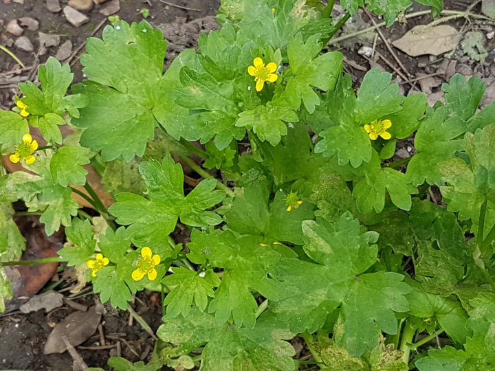 Specie di Rnuncolo: Ranunculus muricatus