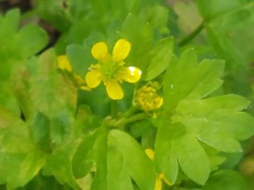 Specie di Rnuncolo: Ranunculus muricatus