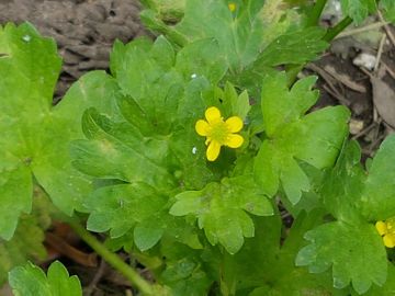 Specie di Rnuncolo: Ranunculus muricatus