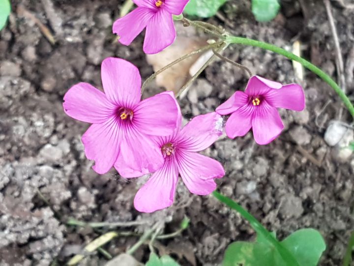 Specie di Oxalis: Oxalis articulata