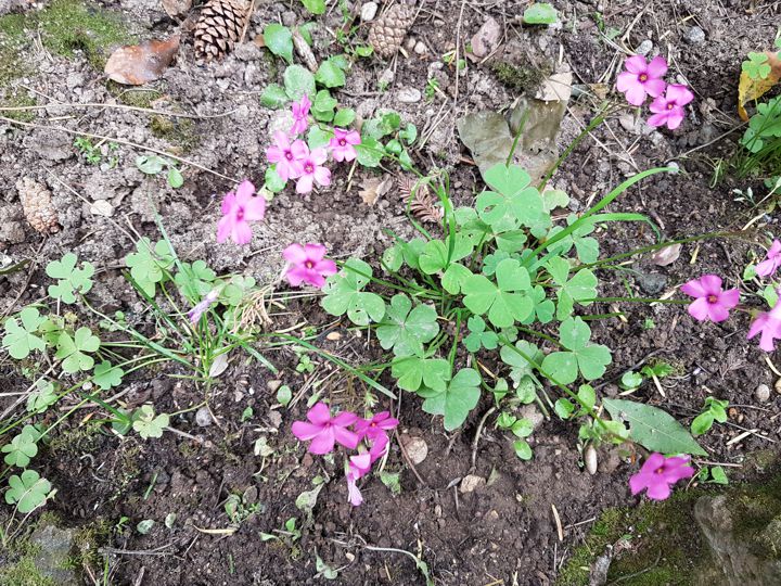 Specie di Oxalis: Oxalis articulata